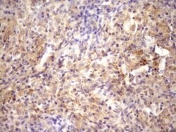 RAB11FIP4 Monoclonal Antibody (OTI13B5), TrueMAB , OriGene:Antibodies:Primary