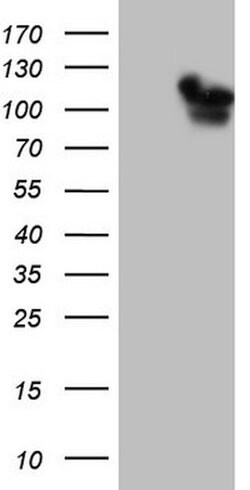 RAB11FIP4 Mouse anti-Human, Clone: OTI4C9, lyophilized, TrueMAB 100 &mu;g;