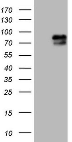 RAB11FIP4 Monoclonal Antibody (OTI13B5), TrueMAB , OriGene:Antibodies:Primary