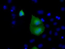 RAB17 Mouse anti-Human, Clone: OTI5E2, liquid, TrueMAB 100 &mu;L; Unconjugated:Antibodies,