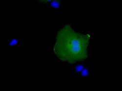 RAB17 Mouse anti-Human, Clone: OTI3A5, lyophilized, TrueMAB 100 &mu;g;