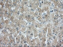 RAB17 Mouse anti-Human, Clone: OTI3A5, lyophilized, TrueMAB 100 &mu;g;