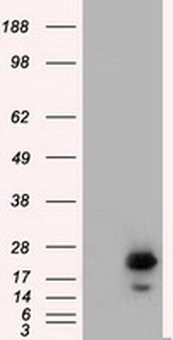 RAB17 Mouse anti-Human, Clone: OTI5E2, liquid, TrueMAB 100 &mu;L; Unconjugated:Antibodies,