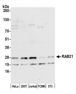 RAB21 Polyclonal Antibody, Bethyl Laboratories 20 &mu;L; Unconjugated:Antibodies,