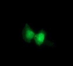 RAB21 Monoclonal Antibody (OTI6A9), TrueMAB , OriGene 100 &mu;L; Unconjugated:Antibodies,
