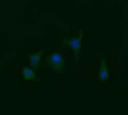 RAB21 Mouse anti-Human, Clone: OTI4A6, TrueMAB , Origene 30 &mu;L | Buy Online | Origene Technologies | Fisher Scientific