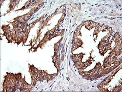 RAB21 Monoclonal Antibody (OTI6G3), TrueMAB , OriGene 100 &mu;L; Unconjugated:Antibodies,