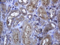 RAB21 Monoclonal Antibody (OTI5B12), TrueMAB , OriGene 100 &mu;L; Unconjugated:Antibodies,