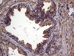RAB23 Mouse anti-Human, Clone: OTI4C7, lyophilized, TrueMAB 100 &mu;g;