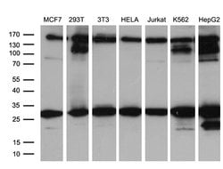 RAB23 Monoclonal Antibody (OTI2A8), TrueMAB , OriGene 100 &mu;L; Unconjugated:Antibodies,