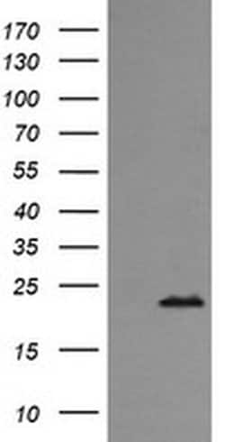RAB24 Mouse anti-Canine, Human, Mouse, Clone: OTI3H1, liquid, TrueMAB 100