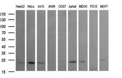 RAB24 Mouse anti-Canine, Human, Mouse, Clone: OTI3H1, liquid, TrueMAB 100