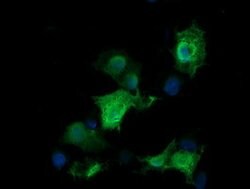 RAB30 Mouse anti-Canine, Human, Mouse, Rat, Clone: OTI3B7, lyophilized,