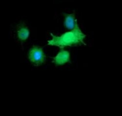 RAB30 Mouse anti-Canine, Human, Mouse, Rat, Clone: OTI3F4, lyophilized,