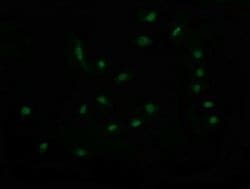 RAB30 Mouse anti-Canine, Human, Mouse, Rat, Clone: OTI3F4, lyophilized,