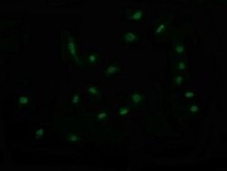RAB30 Monoclonal Antibody (OTI3F4), TrueMAB , OriGene 100 &mu;L; Unconjugated:Antibodies,