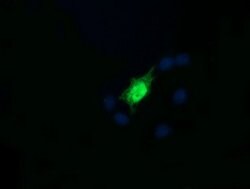 RAB30 Mouse anti-Canine, Human, Mouse, Rat, Clone: OTI3E7, lyophilized,