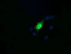RAB30 Monoclonal Antibody (OTI3E7), TrueMAB , OriGene 100 &mu;L; Unconjugated:Antibodies,