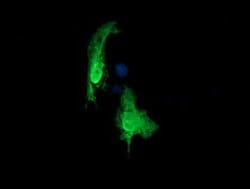 RAB30 Monoclonal Antibody (OTI1D3), TrueMAB , OriGene 100 &mu;L; Unconjugated:Antibodies,