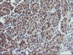 RAB30 Monoclonal Antibody (OTI3C6), TrueMAB , OriGene 100 &mu;L; Unconjugated:Antibodies,