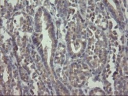 RAB30 Monoclonal Antibody (OTI3C6), TrueMAB , OriGene 100 &mu;L; Unconjugated:Antibodies,
