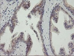 RAB30 Monoclonal Antibody (OTI3C6), TrueMAB , OriGene:Antibodies:Primary
