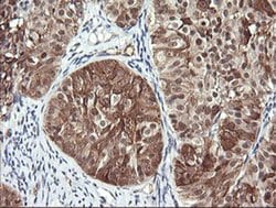 RAB30 Monoclonal Antibody (OTI4B9), TrueMAB , OriGene 100 &mu;L; Unconjugated:Antibodies,