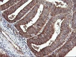 RAB30 Monoclonal Antibody (OTI4B9), TrueMAB , OriGene 100 &mu;L; Unconjugated:Antibodies,