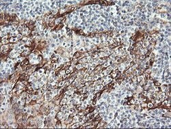 RAB30 Monoclonal Antibody (OTI4B9), TrueMAB , OriGene 100 &mu;L; Unconjugated:Antibodies,