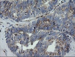 RAB30 Mouse anti-Canine, Human, Mouse, Rat, Clone: OTI3E7, lyophilized,