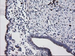 RAB30 Mouse anti-Canine, Human, Mouse, Rat, Clone: OTI3E7, lyophilized,