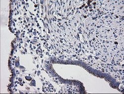 RAB30 Monoclonal Antibody (OTI3E7), TrueMAB , OriGene 100 &mu;L; Unconjugated:Antibodies,