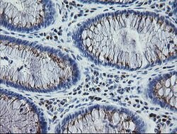 RAB30 Mouse anti-Canine, Human, Mouse, Rat, Clone: OTI3E7, lyophilized,