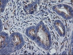 RAB30 Mouse anti-Canine, Human, Mouse, Rat, Clone: OTI3E7, lyophilized,