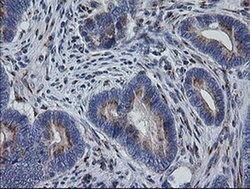 RAB30 Monoclonal Antibody (OTI3E7), TrueMAB , OriGene 100 &mu;L; Unconjugated:Antibodies,