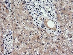 RAB30 Monoclonal Antibody (OTI1D3), TrueMAB , OriGene 100 &mu;L; Unconjugated:Antibodies,