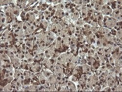 RAB30 Monoclonal Antibody (OTI3B1), TrueMAB , OriGene 30 &mu;L; Unconjugated:Antibodies,