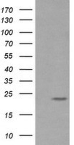 RAB30 Mouse anti-Canine, Human, Mouse, Rat, Clone: OTI3B7, lyophilized,