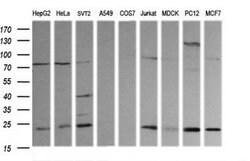 RAB30 Mouse anti-Canine, Human, Mouse, Rat, Clone: OTI3B7, lyophilized,