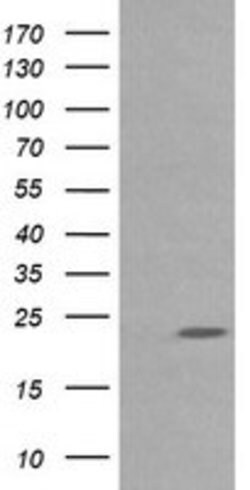 RAB30 Mouse anti-Canine, Human, Mouse, Rat, Clone: OTI3F4, lyophilized,