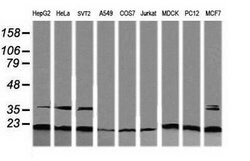 RAB30 Mouse anti-Canine, Human, Mouse, Rat, Clone: OTI3E7, lyophilized,