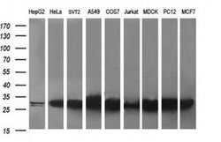 RAB30 Monoclonal Antibody (OTI3B1), TrueMAB , OriGene 30 &mu;L; Unconjugated:Antibodies,