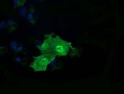 RAB37 Monoclonal Antibody (OTI3B2), TrueMAB , OriGene:Antibodies:Primary
