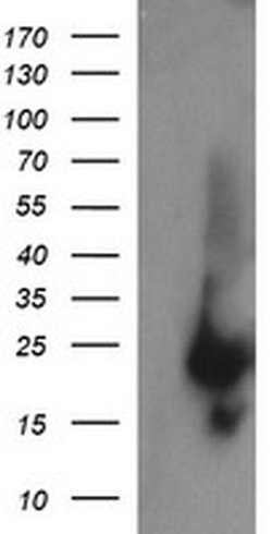 RAB37 Monoclonal Antibody (OTI3B2), TrueMAB , OriGene 100 &mu;L; Unconjugated:Antibodies,