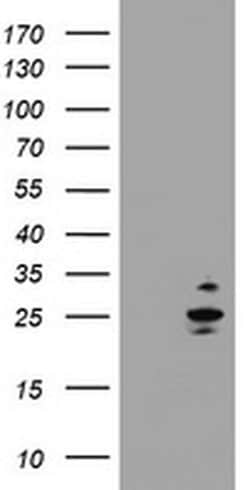 RAB37 Monoclonal Antibody (OTI2B1), TrueMAB , OriGene 100 &mu;L; Unconjugated:Antibodies,
