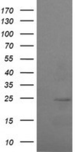 RAB37 Mouse anti-Human, Clone: OTI2F8, lyophilized, TrueMAB 100 &mu;g;
