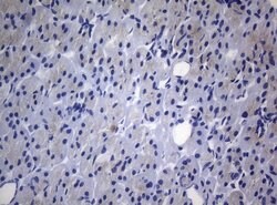 RAB3A Monoclonal Antibody (OTI5C12), TrueMAB , OriGene 100 &mu;L; Unconjugated:Antibodies,
