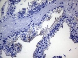 RAB3A Monoclonal Antibody (OTI5C12), TrueMAB , OriGene 100 &mu;L; Unconjugated:Antibodies,