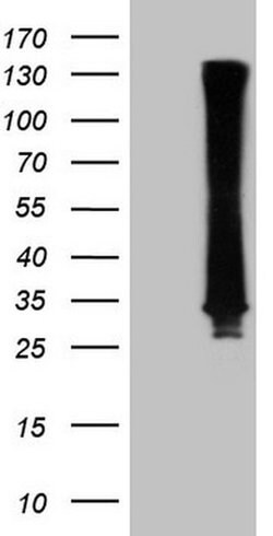 RAB3A Monoclonal Antibody (OTI6D10), TrueMAB , OriGene 100 &mu;L; Unconjugated:Antibodies,