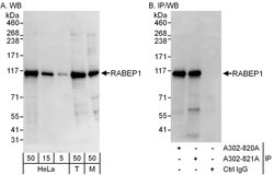 RABEP1 Rabbit anti-Human, Mouse, Polyclonal, Bethyl Laboratories 100 &mu;L;